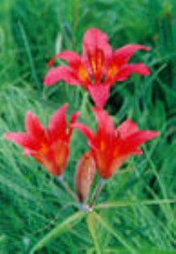 Lilium Dauricum Extract